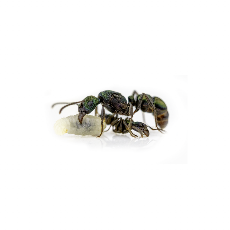 Rhytidoponera metallica